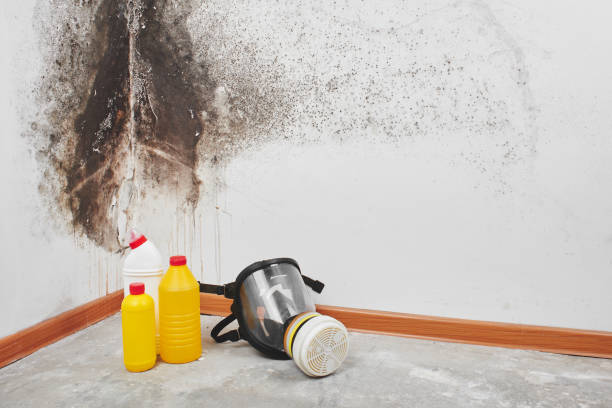 Paramount Long Meadow, MD Mold Removal Company