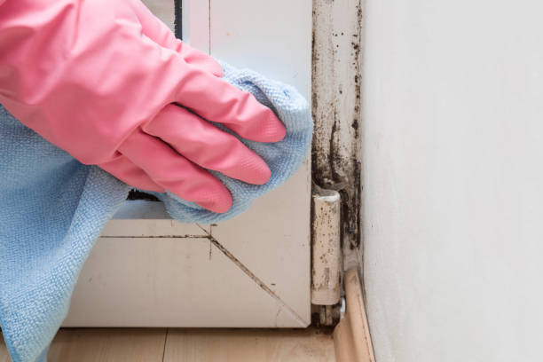 Home Mold Removal in Paramount Long Meadow, MD